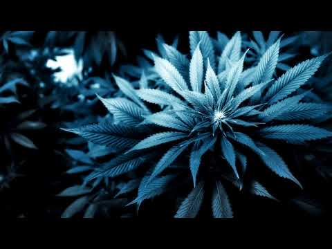 Видео: Честер (Небро) - Курим