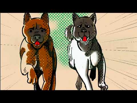 Видео: Как надо гулять с  Американской акитой !