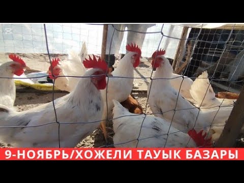 Видео: 9-НОЯБРЬ/ХОЖЕЛИ ТАУЫК БАЗАРЫ 