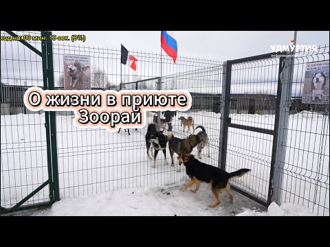Видео: Видео о жизни в приюте от февраля 2025г #собаки #Зоорай #приют #вдобрыеруки