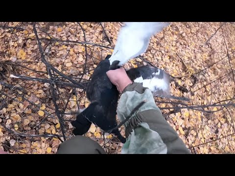 Видео: Охота на Тетерева. Взлетел и сел прямо под Выстрел !!!