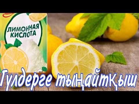 Видео: Лимоннан 🍋 гүлдерге тыңайтқыш. Лимонның үй гүлдеріңі пайдасы. гүлдер әлемі. үй гүлдері күтімі