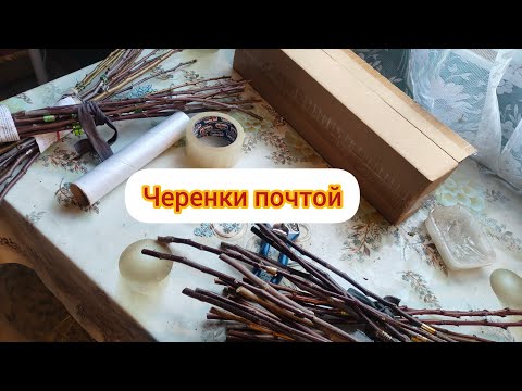 Видео: Черенки плодовых почтой.Сад Тоторова В 