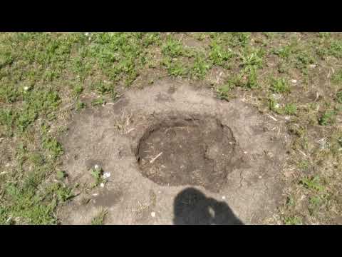 Видео: Аллея Павловний в Николаеве