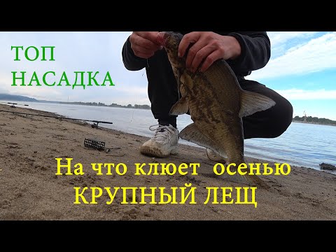 Видео: Рыбалка на КРУПНОГО леща в СЕНТЯБРЕ. Крупный лещ на макароны #всегданарыбалке #рыбалка #лещ