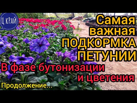 Видео: Самая важная подкормка Петунии в фазе бутонизации и цветения.🌹💣 Продолжение... коротко, но подробно.