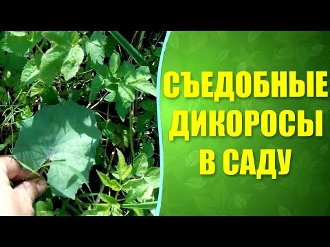 Видео: ☘ Какие дикоросы можно есть  на садовом участке ? Съедобные сорняки и не только.