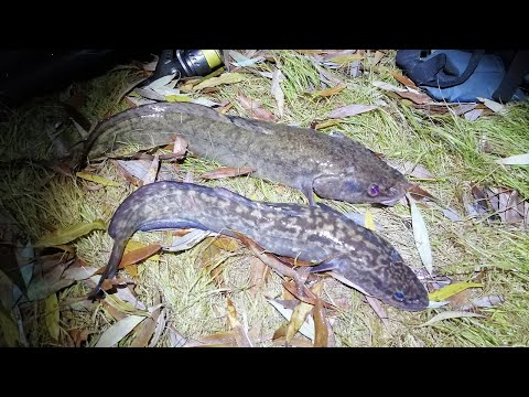 Видео: Ловля налима в октябре. Рыбалка на закидушки. Вечерняя рыбалка на налима