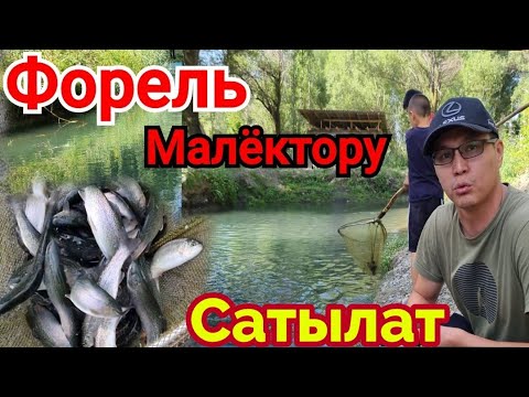 Видео: Радужный Форель🐟Малёктору Сатылат🤝