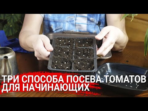 Видео: Три способа посева томатов для начинающих