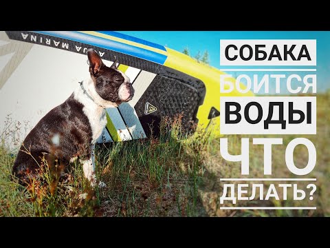 Видео: Как я научила собаку плавать? Бостон терьер в воде.