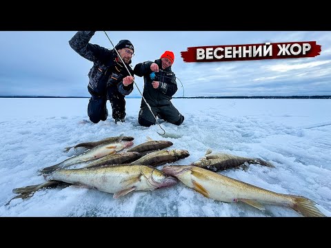 Видео: ОНО ТОГО СТОИЛО?! Чуланов нашёл ЗДОРОВЕННЫХ судаков! ВЕСЕННИЙ ЖОР рыбы!