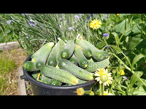 Видео: Попали на лечение. Готовлю вкусняшки. Убираю урожай. Саяногорск Хакасия Сибирь