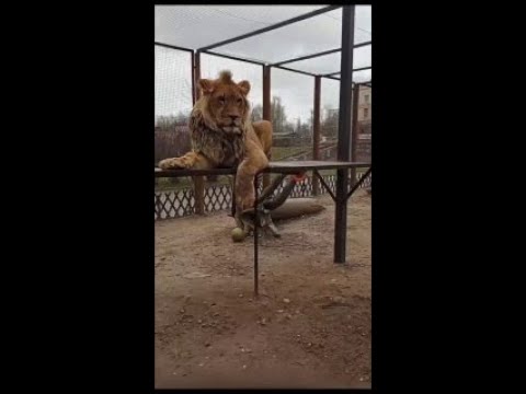 Видео: Я просто хочу жить-лев Шерхан