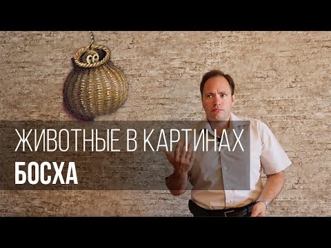 Видео: Животные в картинах Босха