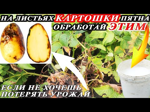 Видео: СРОЧНО ОБРАБОТАЙ от ФИТОФТОРЫ и ПОДКОРМКИ КАРТОФЕЛЬ в ИЮЛЕ! Чтобы КЛУБНИ были ОГРОМНЫМИ и не БОЛЕЛИ!