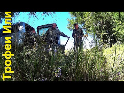 Видео: ГОЛУБЬ ВЯХИРЬ, ГОРЛИЦА//ОХОТА НА КОТОРОЙ СЛОМАЛОСЬ РУЖЬЁ.