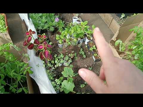 Видео: 🍅🥒Наконец то рассада переехала на дачу🌹🪴. 🥶 В начале мая к нам пришла зима ❄️❄️❄️