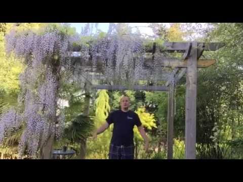 Видео: ВЫРАЩИВАНИЕ ГЛИЦИНИИ ИЗ СЕМЯН / КАК ПОСАДИТЬ ГЛИЦИНИЮ