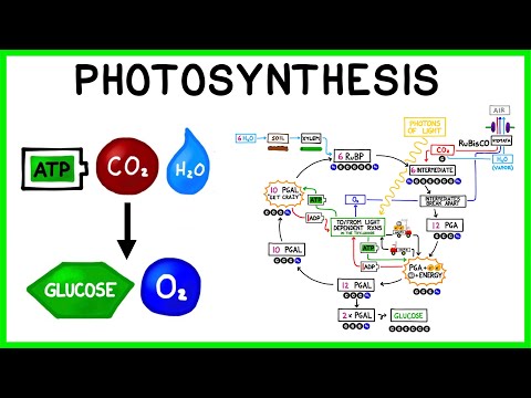 Видео: Фотосинтез: световые реакции и цикл Кальвина