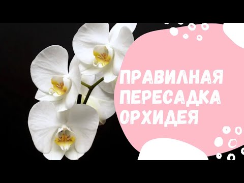 Видео: Орхидея гулун туура которуу. |Правильная пересадка орхидея. #орхидеи #поливорхидеи #уходзаорхидеями