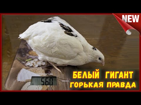 Видео: Проблемы содержания.  Подмосковный  белый гигант и Танюшкин бройлерный фараон.