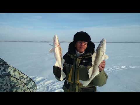 Видео: Судак на Ирикле в сильный мороз.