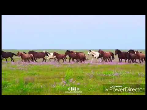 Видео: туған жер.Талғат Жорабаев.