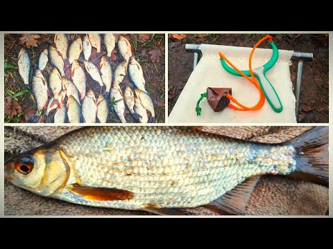 Видео: Что за рыба на поплавок???  7 декабря.  #fishing
