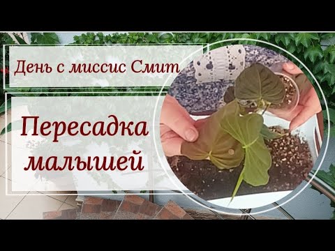 Видео: День с миссис Смит, пересадка малышей 🌱🌱🌱 И много болтовни на цветочные темы.