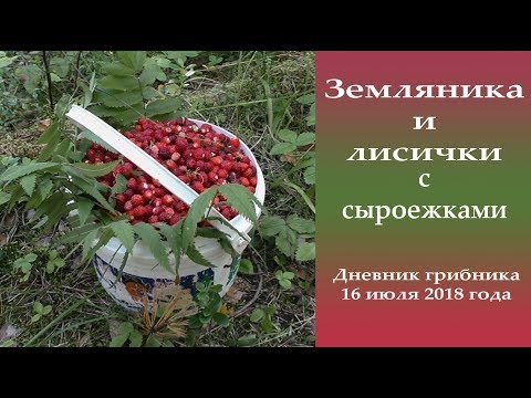 Видео: Земляника, лисички, сыроежки. Дневник грибника 16 июля 2018 года