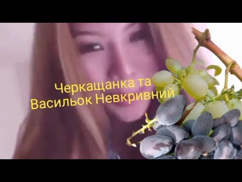 Видео: Морозостійкі виногради -Черкащанка т@ Васильок Невкривний 