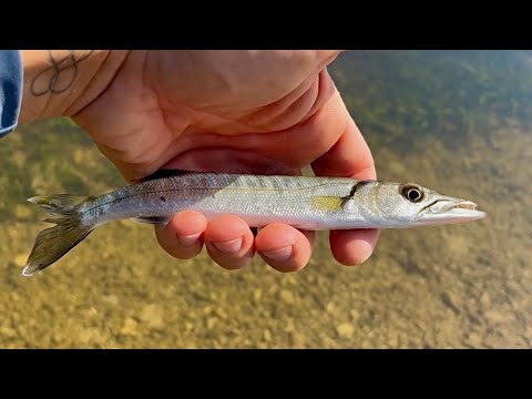 Видео: Вместо щуки нано-барракуда┃Рыбалка на Бали в мангровых озёрах и рифе