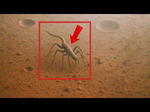 Видео: Perseverance Discovery ЗАПРЕЩЕНО для СМИ — утечка закрытого брифинга NASA!