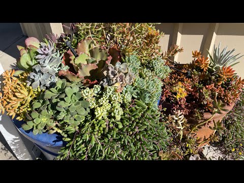 Видео: Sukulent vlog: Я переставляю большой горшок