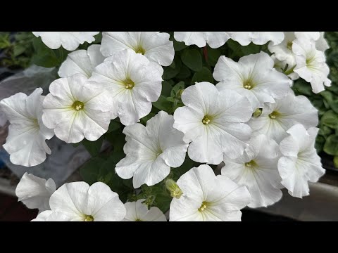 Видео: Обзор теплицы 24.03.2024