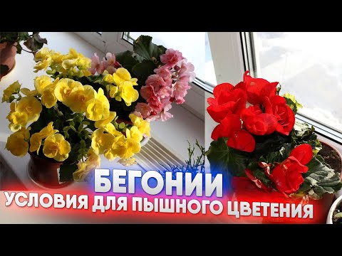 Видео: Бегонии   условия для пышного цветения