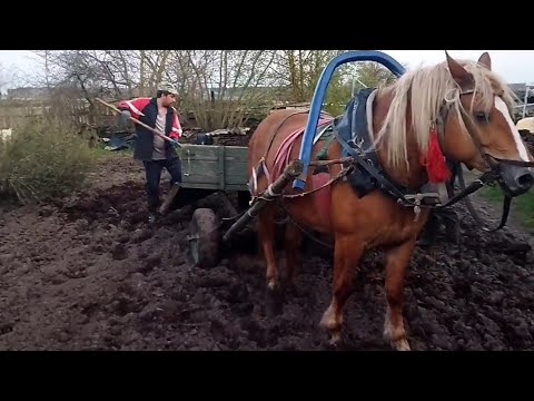 Видео: ЛОШАДИ В РАБОТЕ/РАЗВОЗИМ НАВОЗ НА ЗАРИНЕ