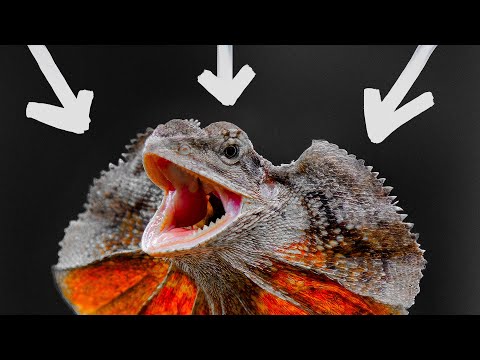 Видео: ЗАГАДОЧНАЯ плащеносная ЯЩЕРИЦА! Факты и содержание.