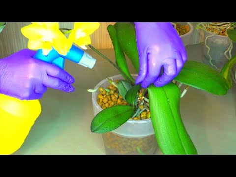 Видео: Плановая обработка Орхидеи от Клеща и ДРУГИХ вредителей. Переносим сразу всю полку для обработки.