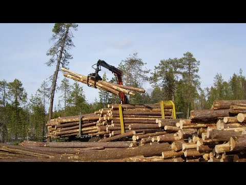 Видео: Лесопромышленный комбинат «HOLZ»