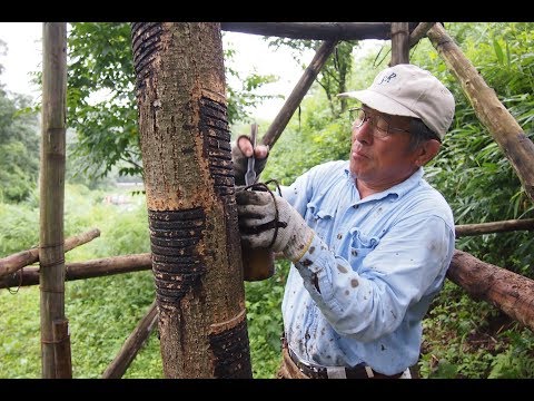 Видео: Японский лак Уруси/Уруши. Японское ремесло