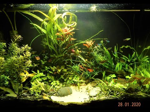 Видео: Давим водоросли легко и просто.