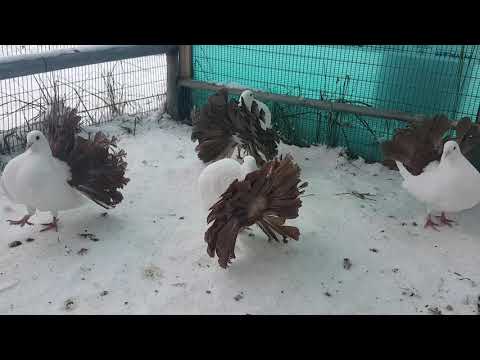 Видео: голуби павлины Дубровского Сергея 89873048800