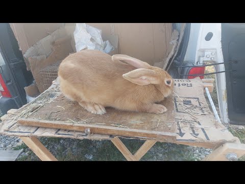 Видео: Ринок тварин. І перший день Осені! У Івано-Франківську #ринок #тварини #голуби
