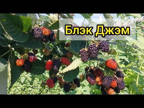 Видео: Ежевика Блэк Джэм. Формирую как летний сорт