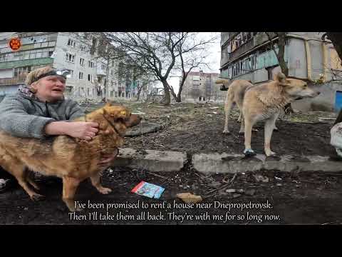 Видео: ЧАСІВ ЯР | Евакуація тварин. Люди рятують тварин, ховаючись із ними у підвалах