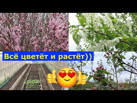 Видео: VLOG 17.05.2025. Посадила огурцы. Облагораживаем огород. Занимаюсь земляникой #огород #деревня