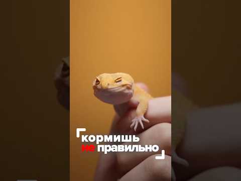 Видео: А сколько съедает ваш эублефар? #планетаэкзотики #эублефары