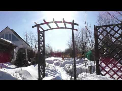 Видео: Сибирский сад в середине марта  Закупка роз из питомника Аккиевых-Крым